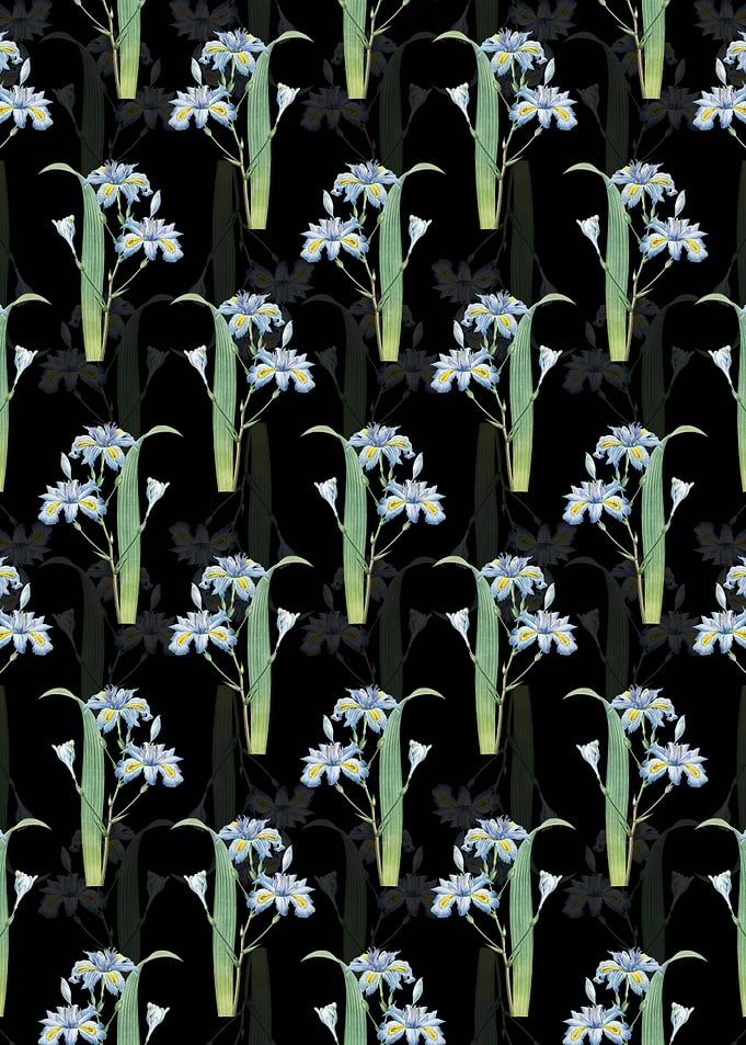 Butterfly Iris Fimbriata