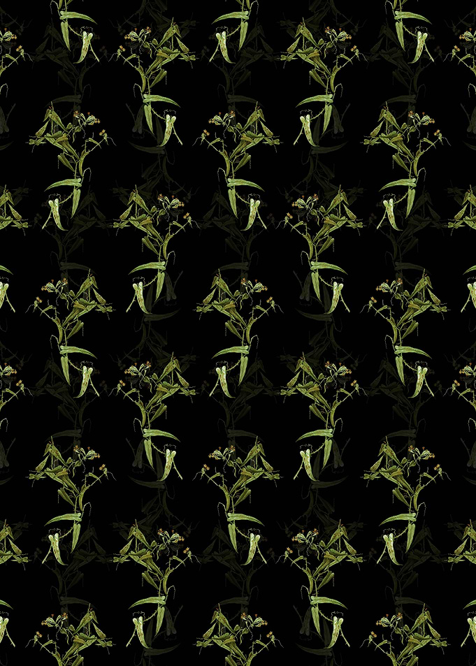 Rough Bindweed Pattern