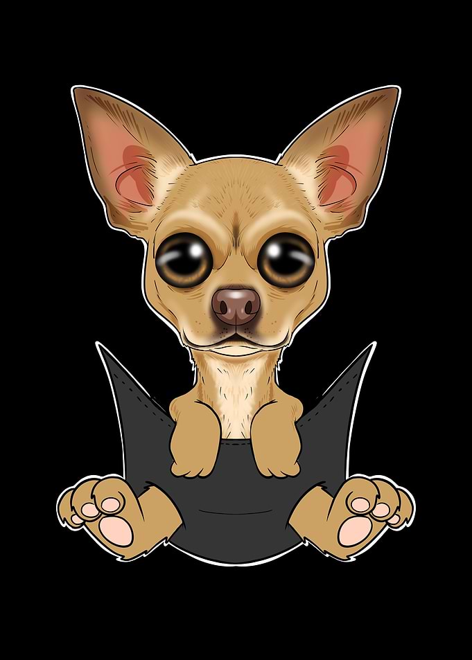 Chihuahua Puppy In Pocket