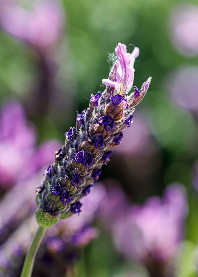 Beautiful flower closeup