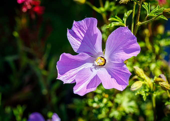 Beautiful flower closeup