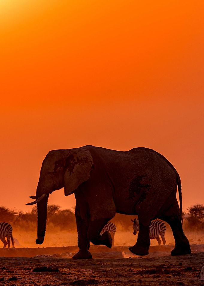 Elephant