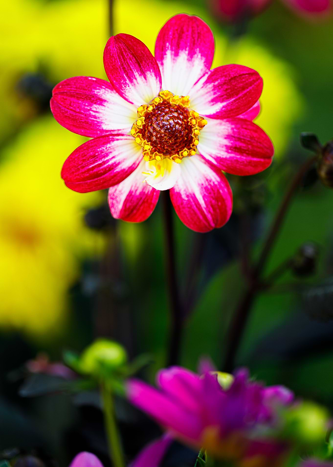 Beautiful flower closeup