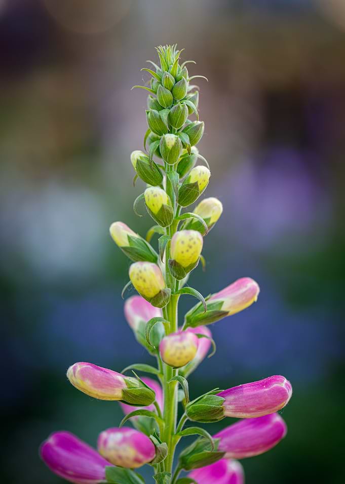 Beautiful flower closeup