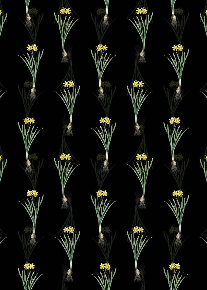 Black Lesser Wild Daffodil