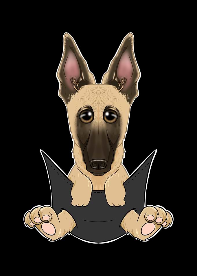 Malinois Puppy In Pocket