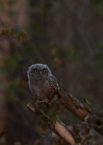 Baby owl at 5am