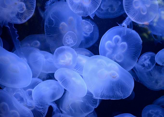 Jelly Fishes underwater