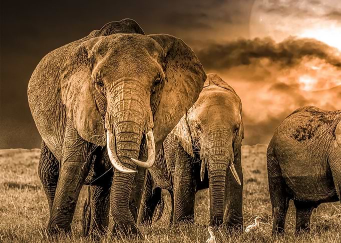 Elephant