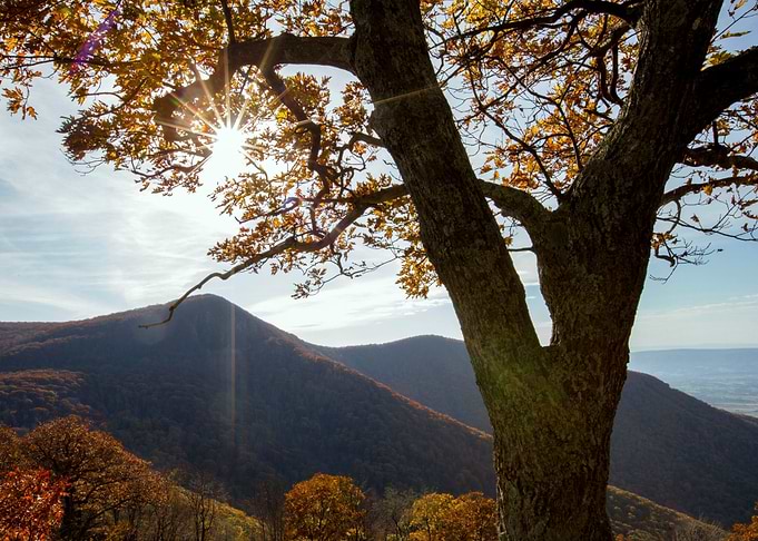 Mountains Tree Sunset