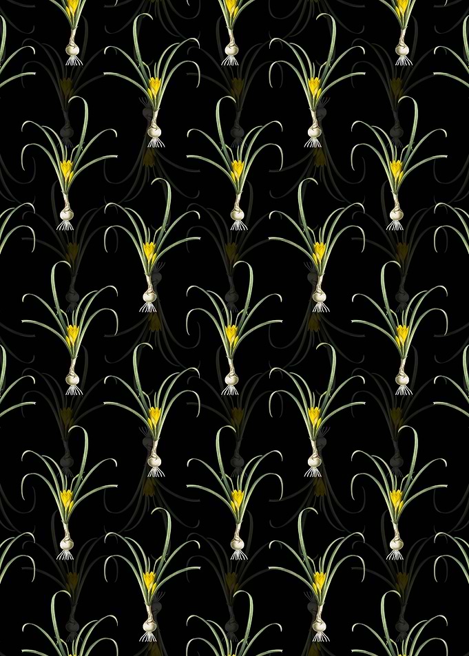 Black Yellow Autumn Crocus