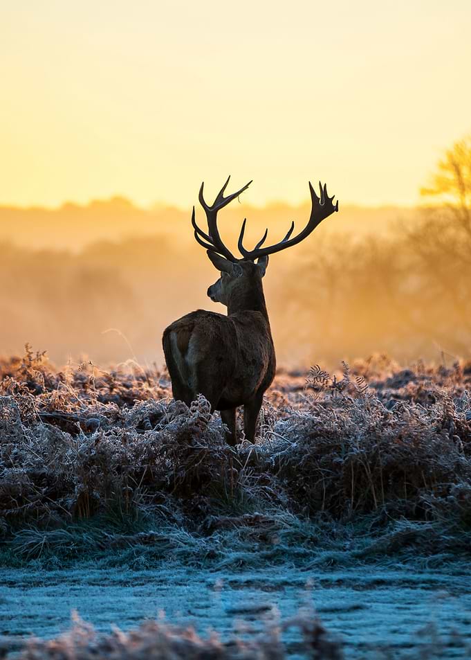 Deer