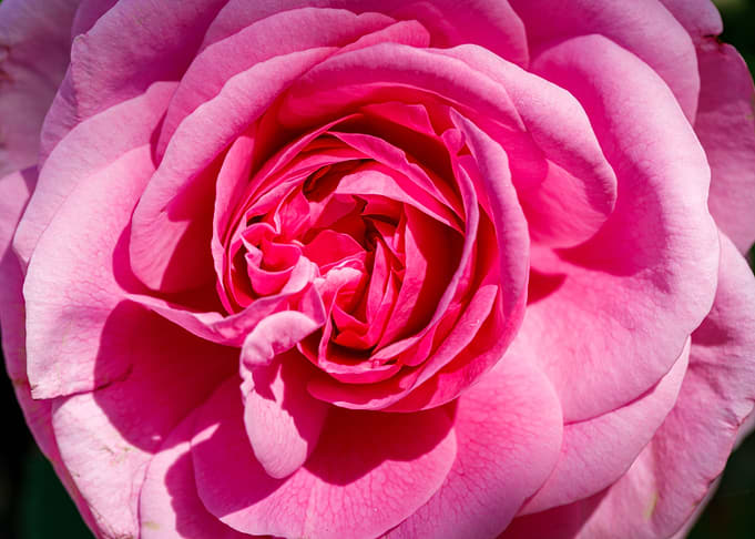 Beautiful flower closeup