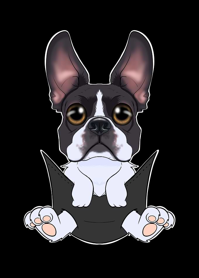 Boston Terrier Puppy