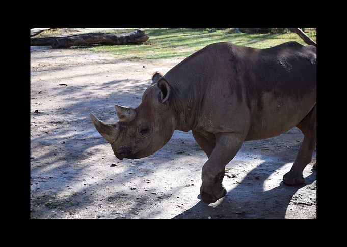 Rhino