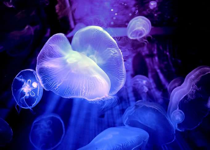 Jelly Fishes underwater