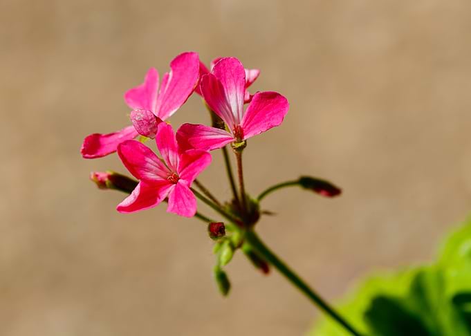 Beautiful flower closeup