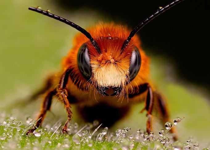 Bee honey