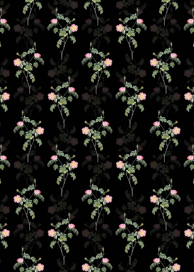 Pink Austrian Copper Rose
