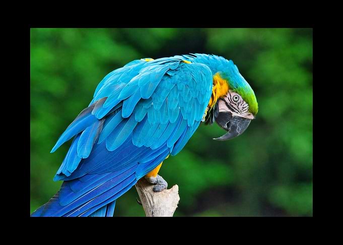 Parrot