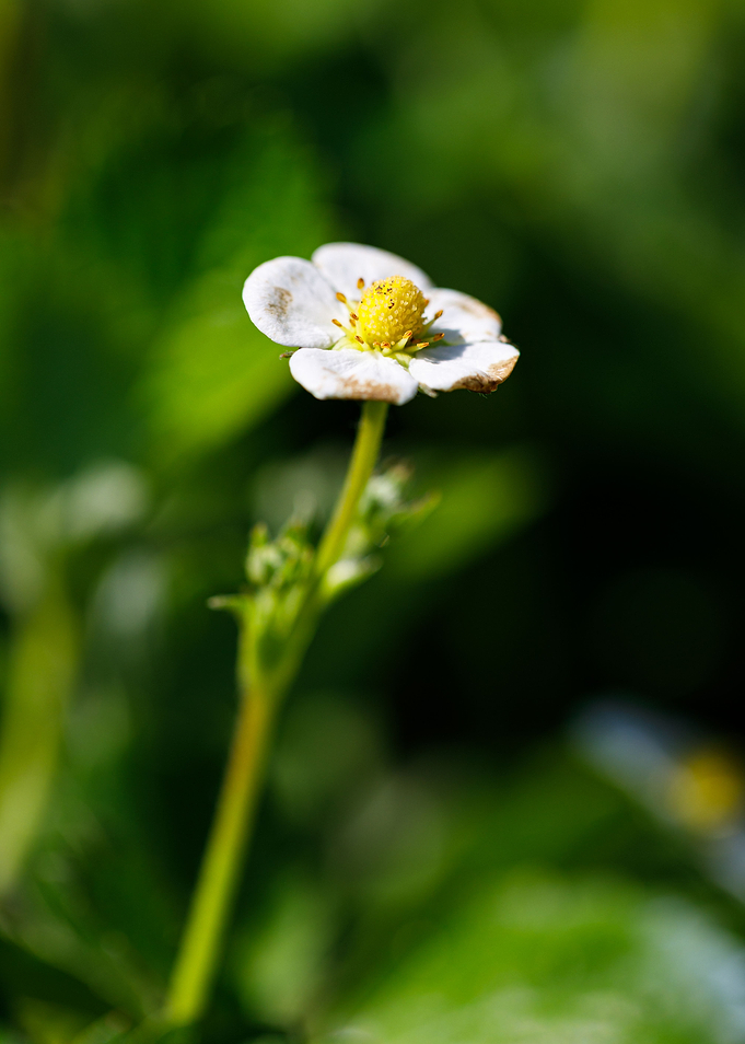 Beautiful flower closeup