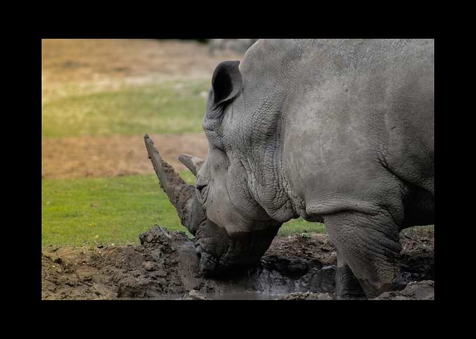 Rhino