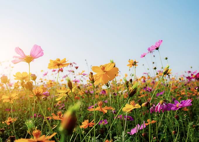 Nature
