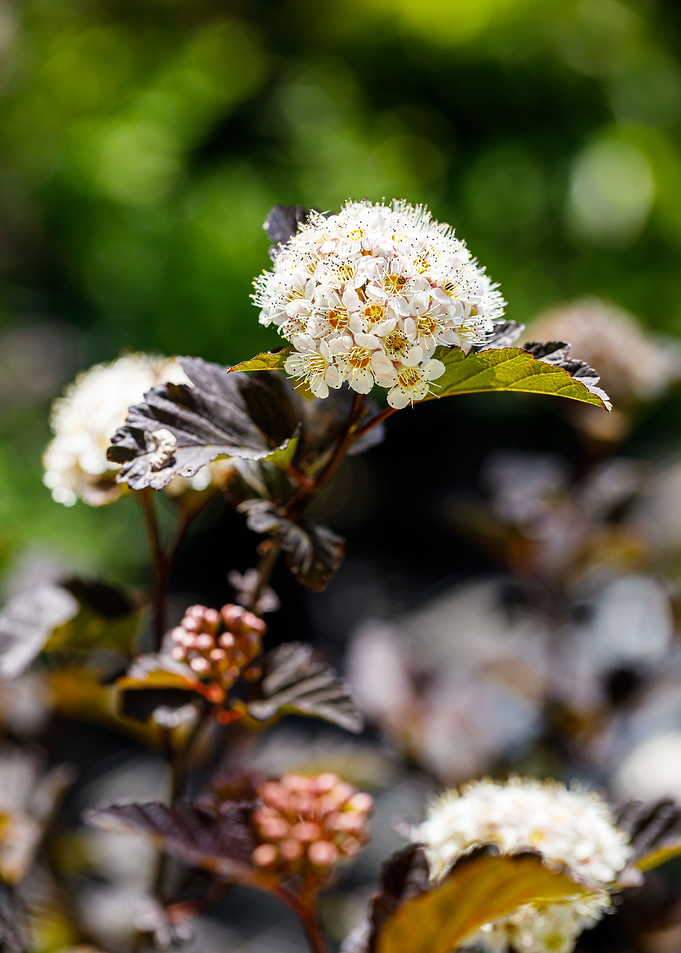 Beautiful flower closeup