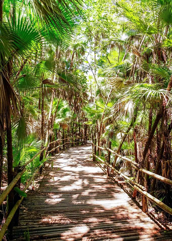 Palm Tree Forest Nature