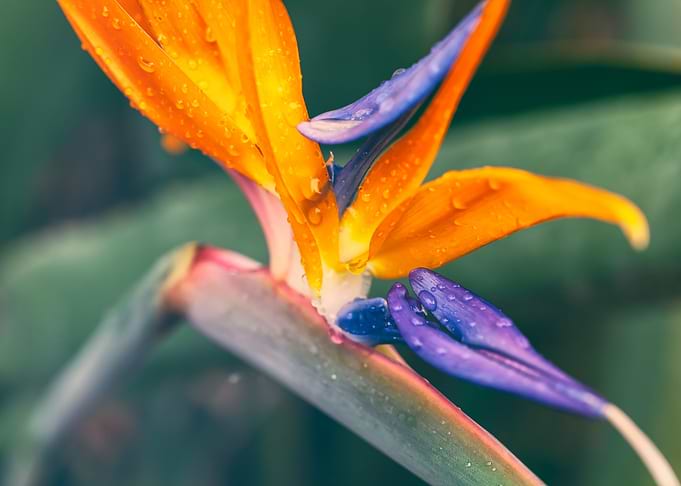Bird of Paradise