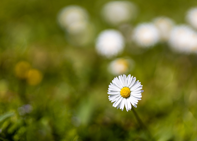 Beautiful daisy closeup
