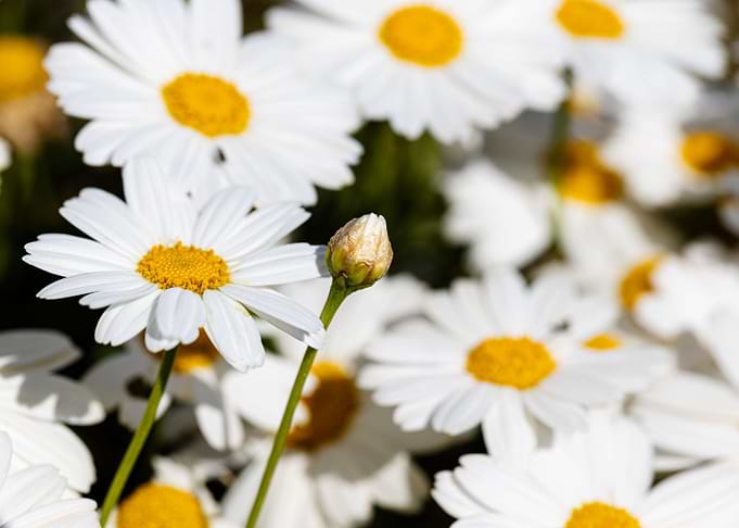 Beautiful daisy closeup