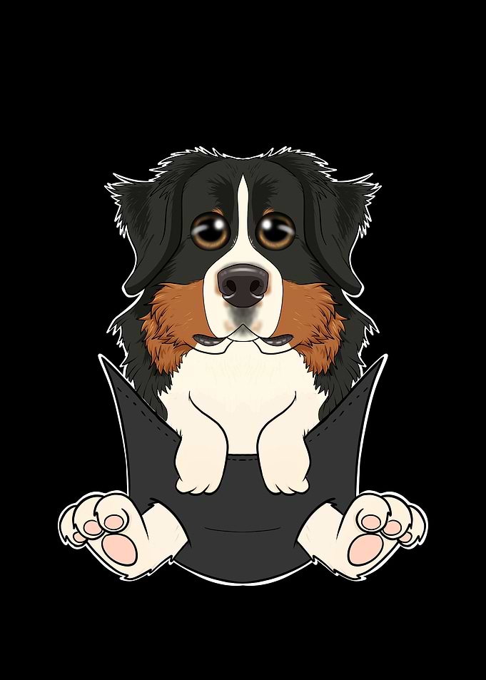 Bernese Mountain Dog Puppy