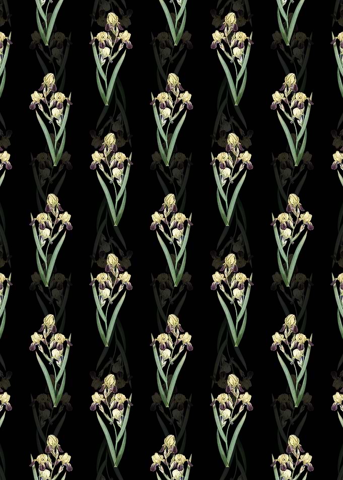 Elder Scented Iris Pattern
