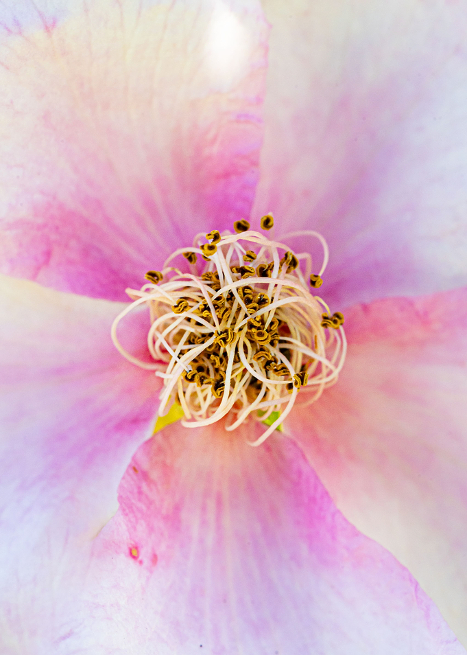 Beautiful flower closeup