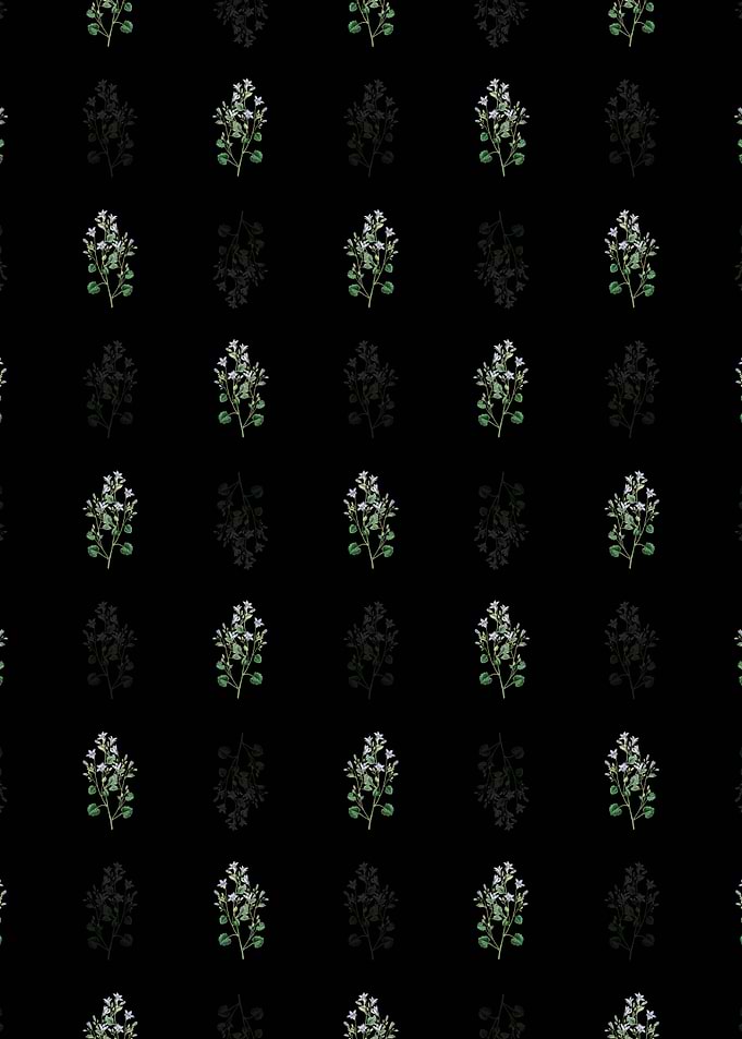 Dalmatian Wall Campanula