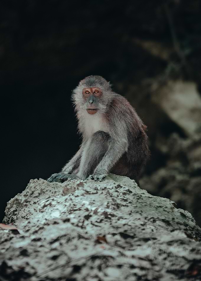 Monkey Business