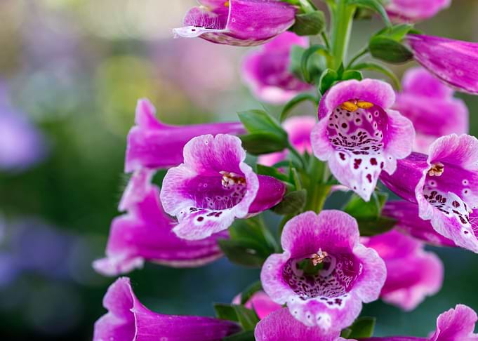 Beautiful flower closeup
