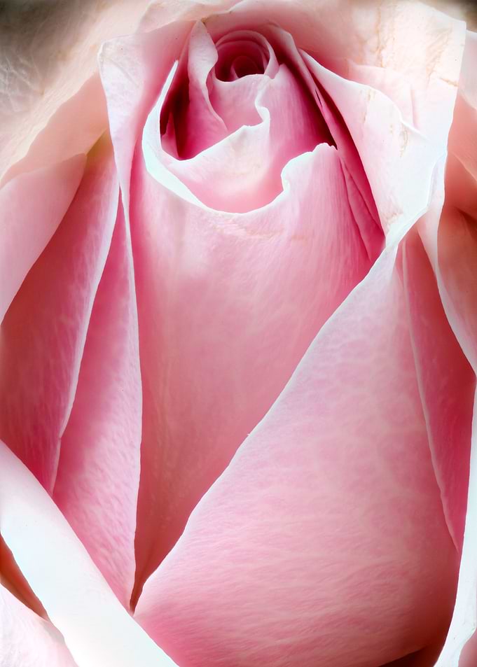 Closeup of a rose