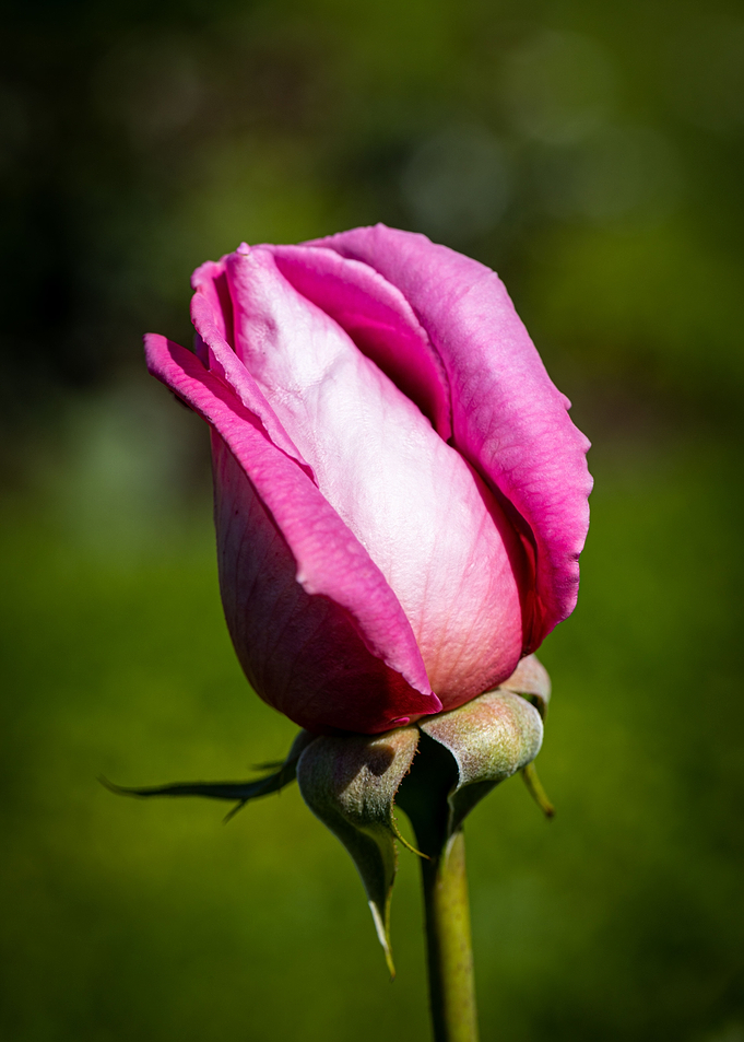 Beautiful flower closeup