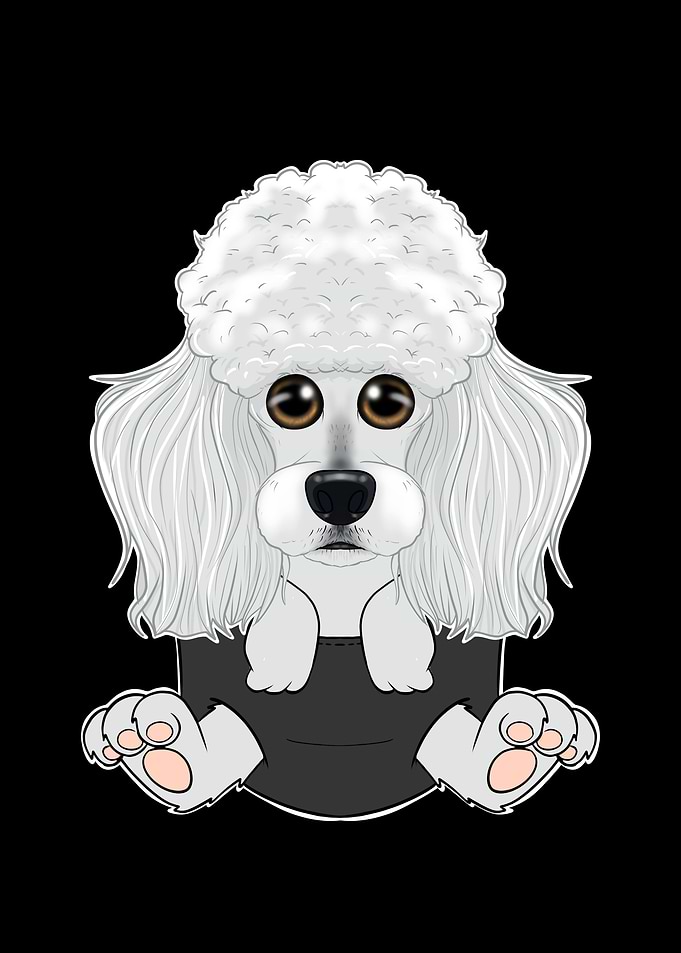 Poodle Puppy In Pocket