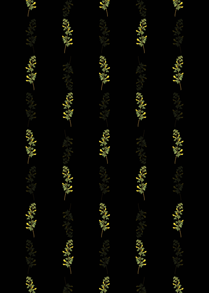 Common Cytisus Pattern