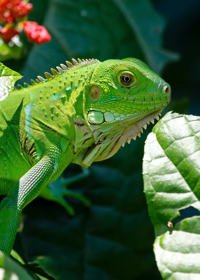 Iguana