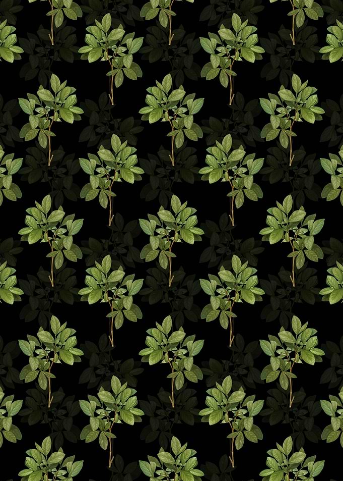 Black Eastern Leatherwood