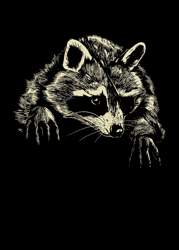 Racoon