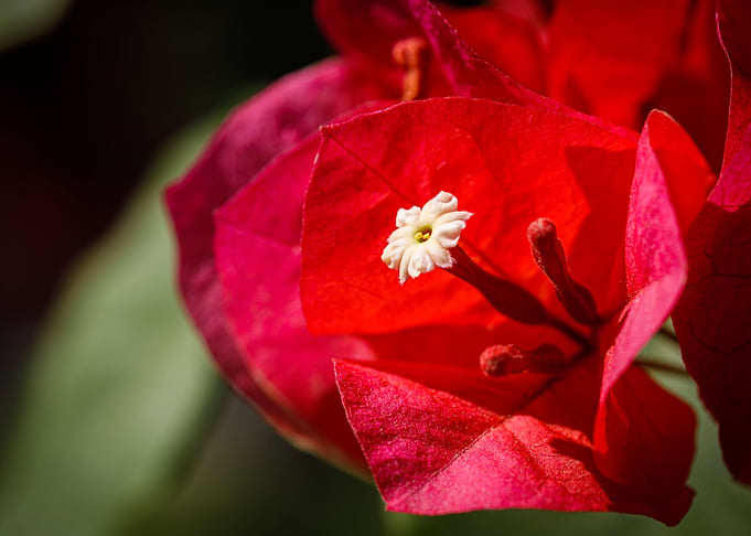 Beautiful flower closeup