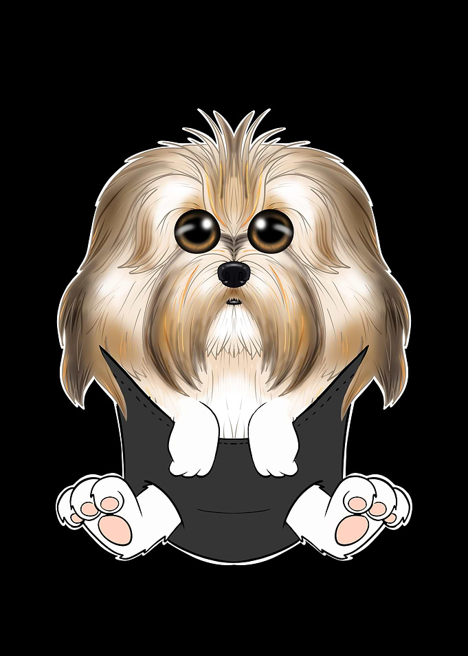 Havanese Puppy In Pocket