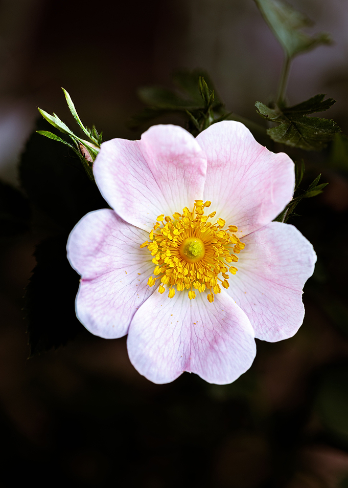 Beautiful flower closeup