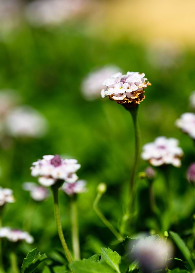 Beautiful flower closeup