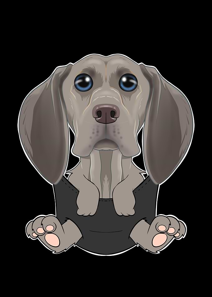 Weimaraner Puppy In Pocket